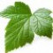 currant-leaf-and-bud-برگ-و-جوانه-انگور-فرنگی