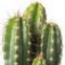 cactus-کاکتوس