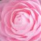 camellia-گل-کاملیا