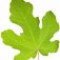 fig-leaf-برگ-انجیر