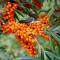 sea-buckthorn-سنجد-تلخ