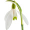 snowdrops-گل-برفی-سرده