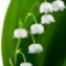 lily-of-the-valley-گل-برف
