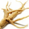 ginseng-جینسنگ