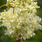 meadowsweet-عروس-چمن‌زار-اروپایی