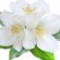 white-flowers-گل‌های-سفید