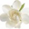 gardenia-گاردنیای-یاسمنی