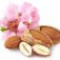 almond-blossom-شکوفه-بادام