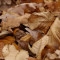 dried-fallen-leaves-برگهای-افتاده-خشک-شده