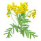 tansy-دکمه-طلایی