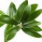 olive-leaf-برگ-درخت-زیتون