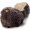 truffle-قارچ-توبر