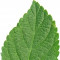 lantana-leaf-برگ-شاه-پسند-درختی