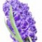 hyacinth-سنبل
